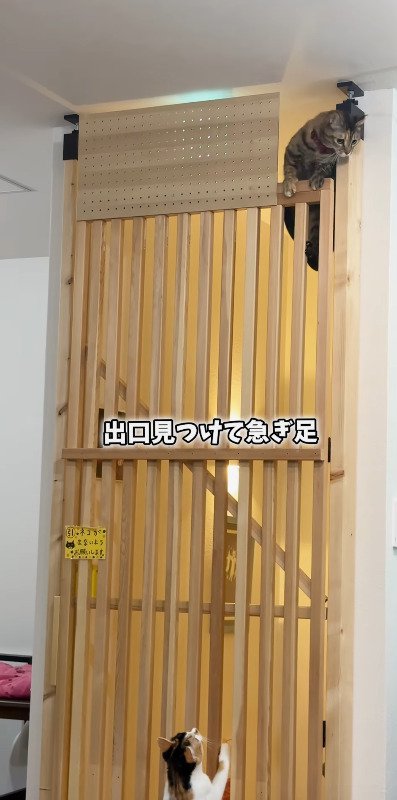 出口を発見して急いで、部屋に入る猫