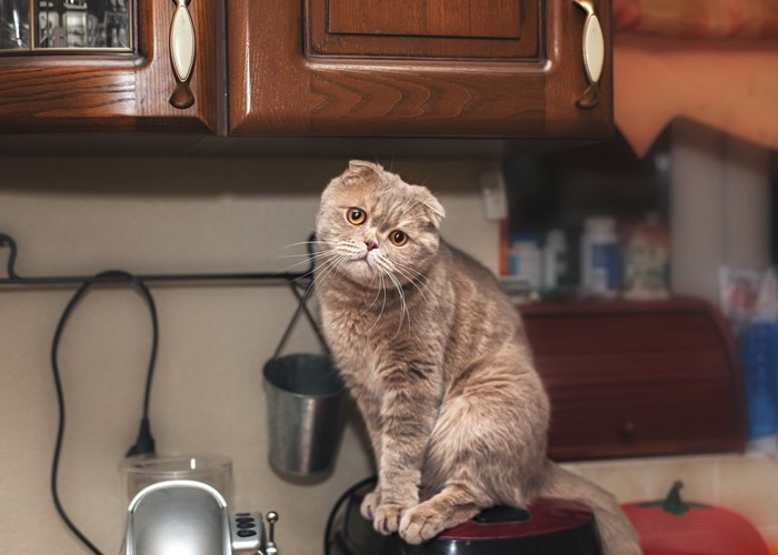 炊飯器に乗る猫