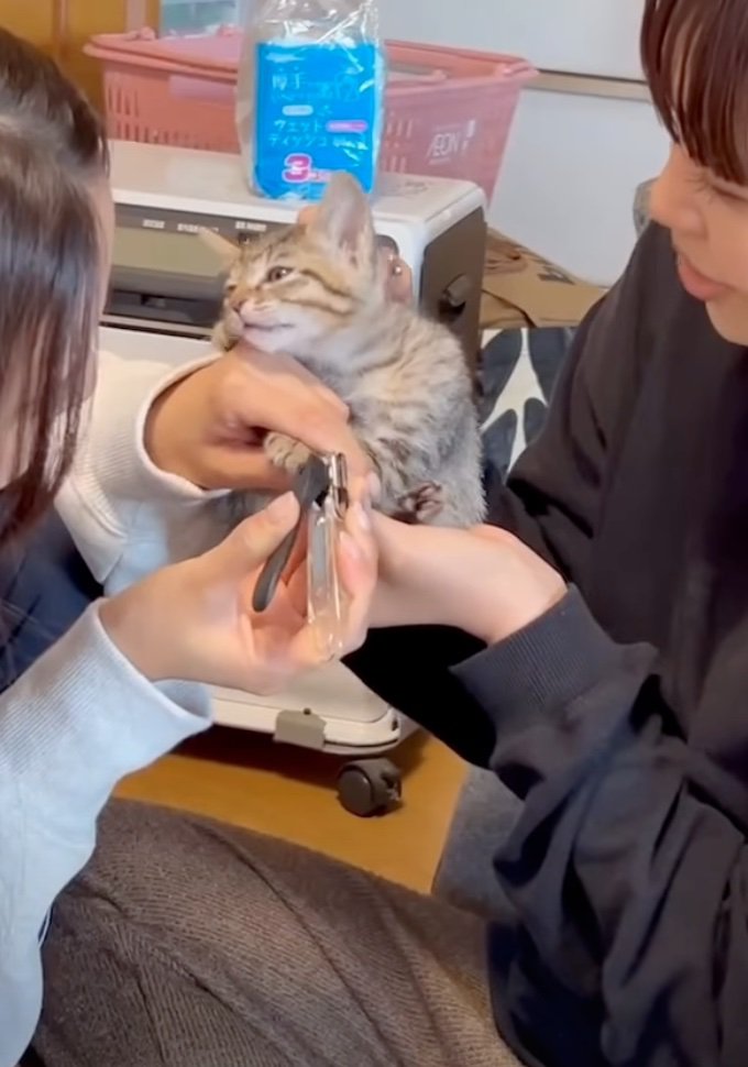 くたっと力が抜ける子猫