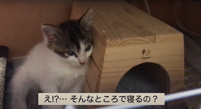 寄りかかって眠る子猫