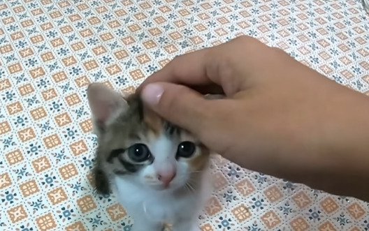 撫でられる子猫