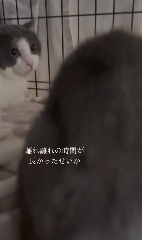 画面手前にいる猫を見つめる画面奥の猫