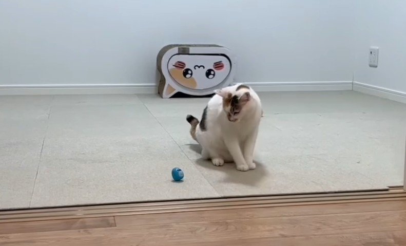 ボールを見つめて座る猫