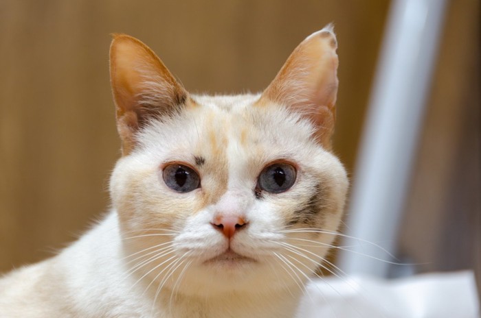 猫の顔