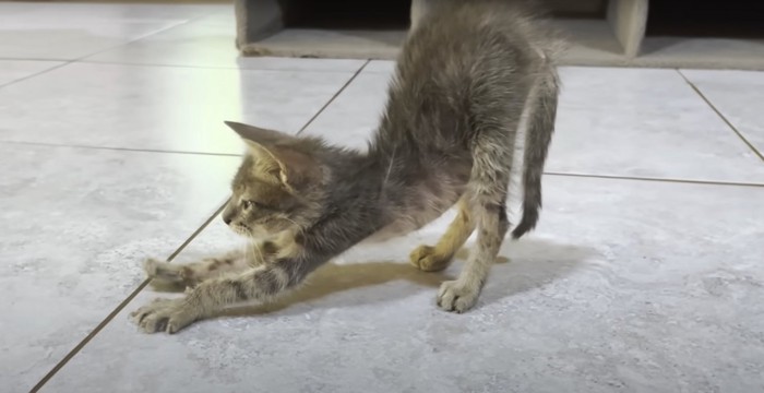 タイルの上で伸びをする子猫