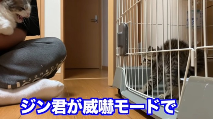 ぶち猫を抱っこして子猫と対面