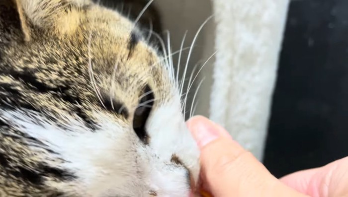 指まで食べるチョビくん