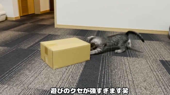 ダンボールを追いかける猫