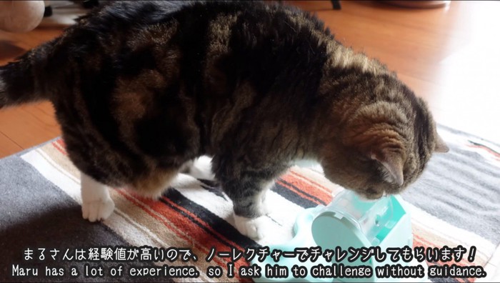 おもちゃの匂いを嗅ぐスコティッシュ・フォールド