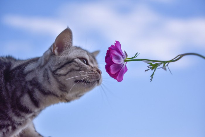 花の匂いを嗅ぐ猫