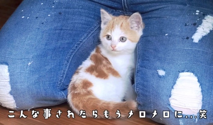 子猫にとってはここも探索場所！