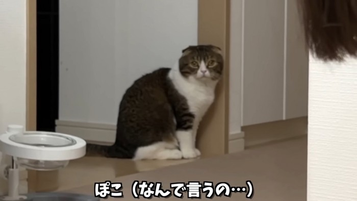 遠くで座る猫