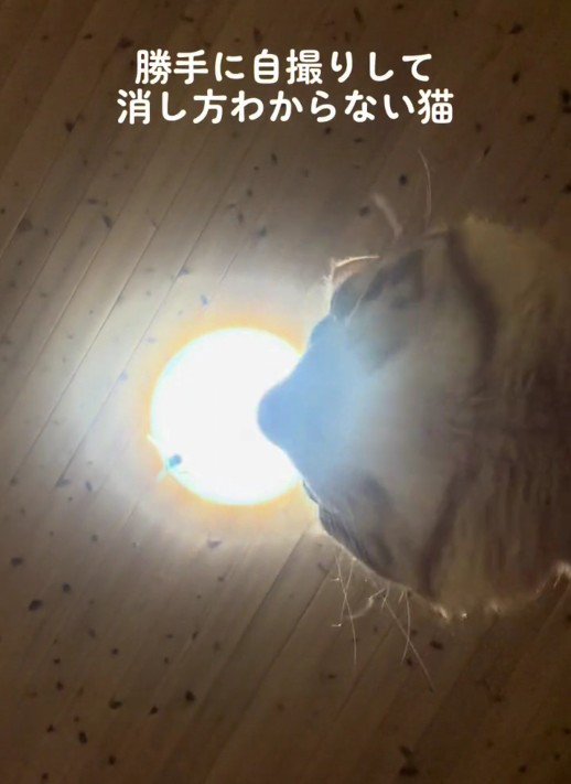 スマートフォンに映っている猫