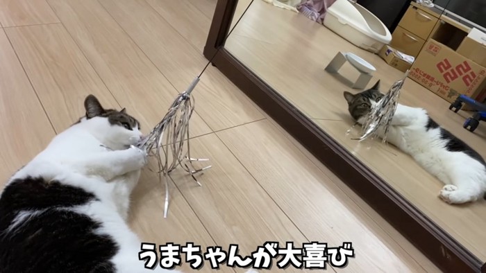 猫じゃらしに横になってじゃれる猫