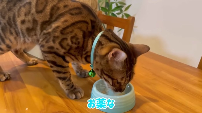 食事をする猫