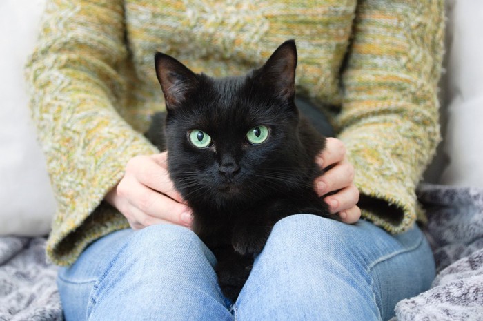 飼い主の膝の上にのる黒猫