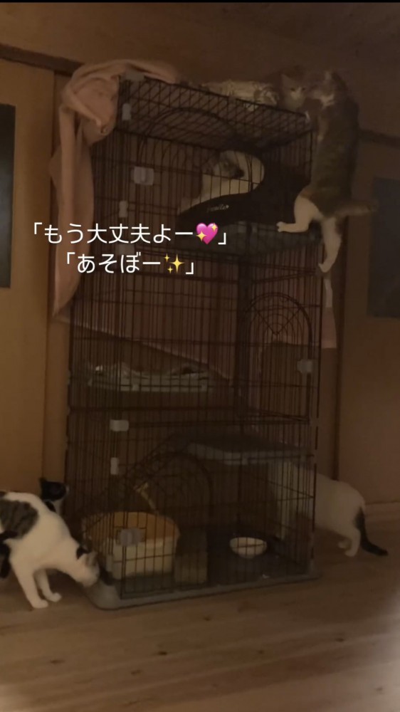 柵に登る猫たち