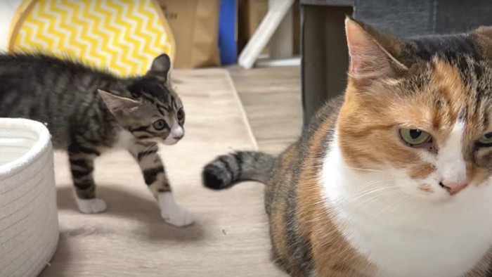 成猫に近づく子猫