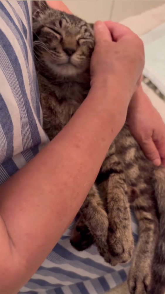 なでられる猫