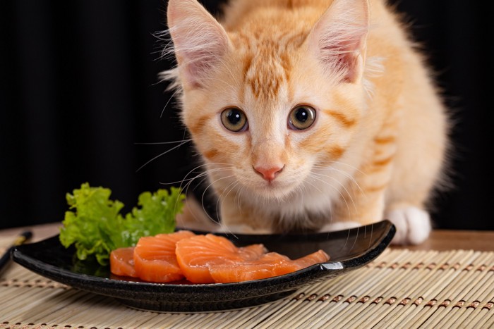 刺身がのったお皿の前に座っている猫