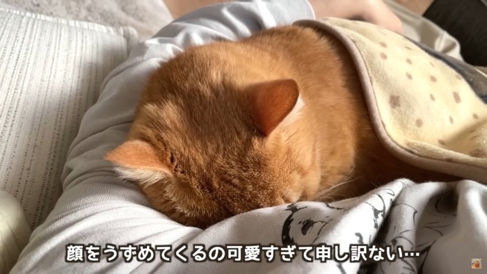 テロップ「顔をうずめてくるの~」