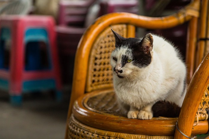 台湾 猴硐猫村の猫