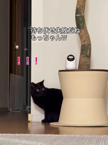 振り向く猫