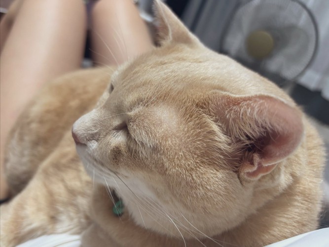 飼い主の膝の上で抱っこされている猫