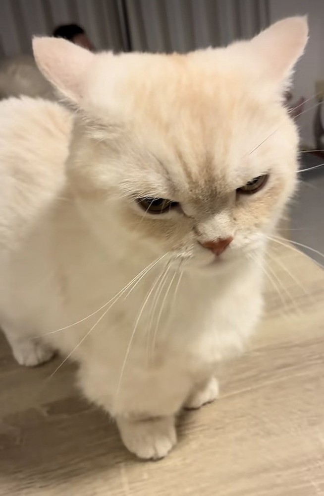 飼い主さんに怒るミヌエット