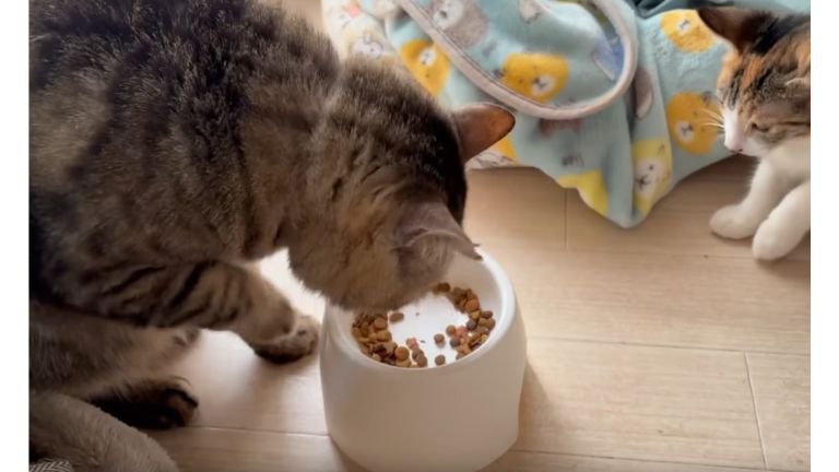 猫たちとごはん皿