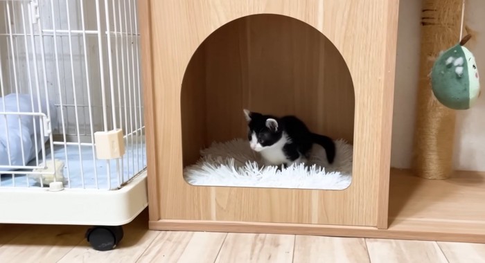 キャットハウスでくつろぐ猫
