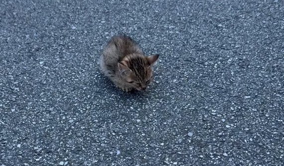 道路にたたずむ小さな子猫