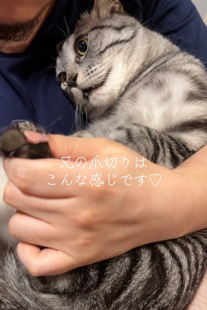 体をひねって鳴く猫