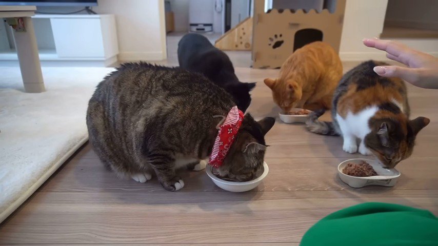 ご飯を食べる猫四匹