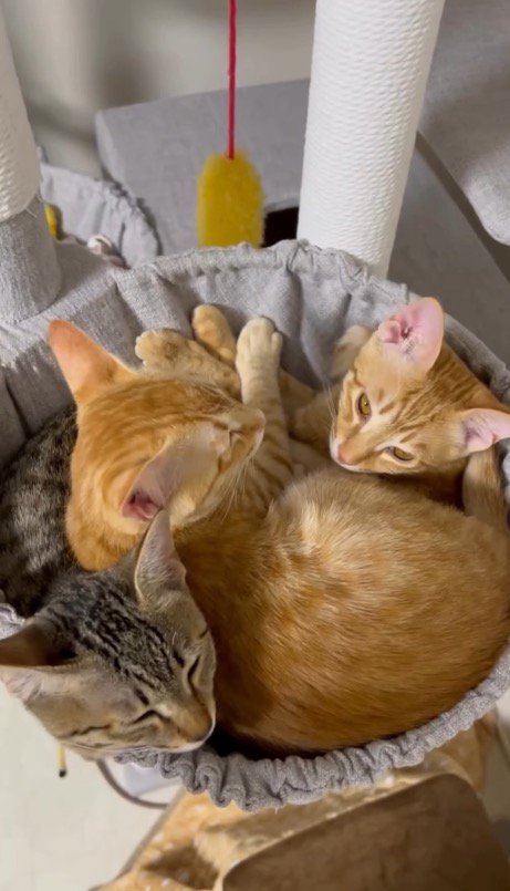 1つのハンモックの中に入る3頭の猫