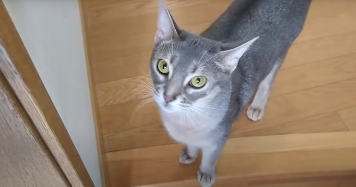 グレー猫