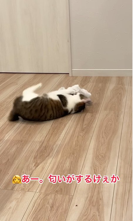 タオルの匂いを嗅ぐ猫