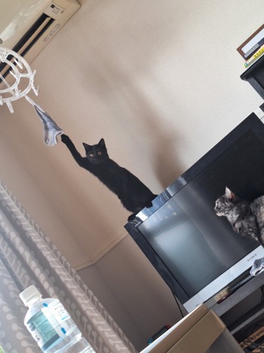 掛けられた靴下に前足を伸ばす黒猫と、それを見つめるサビ猫