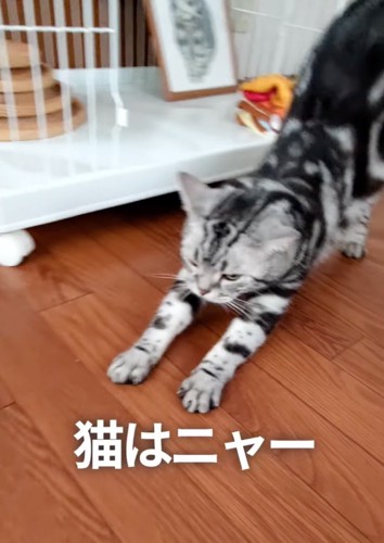 猫はニャー