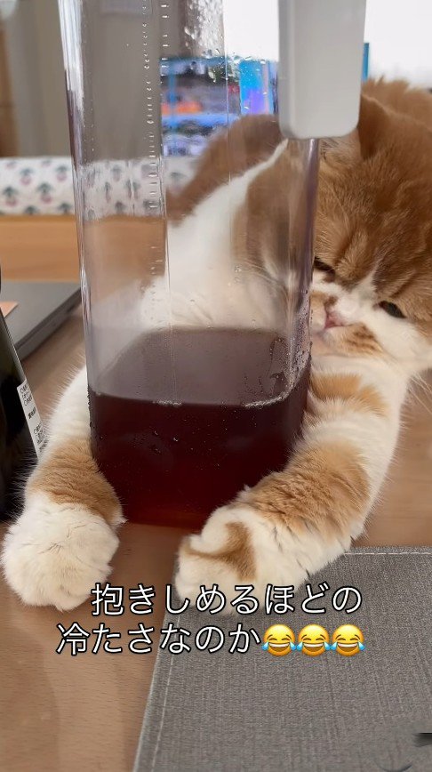 ピッチャーを横から覗き込む猫