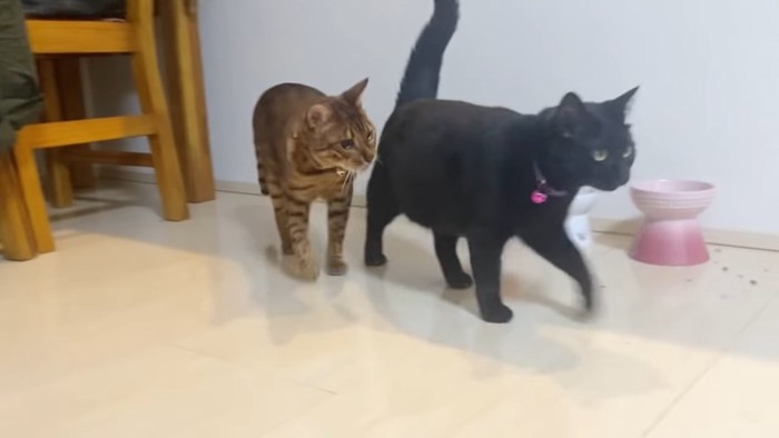 黒猫と後ろを歩く猫