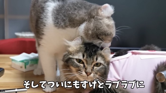 猫の頭をなめる猫