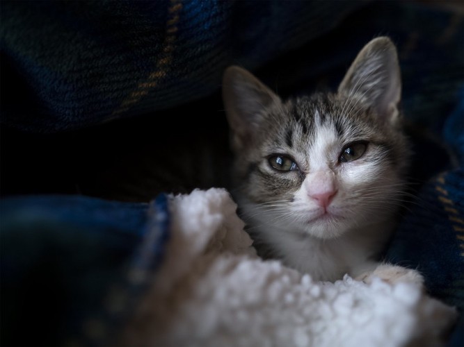 悲しそうな顔の子猫