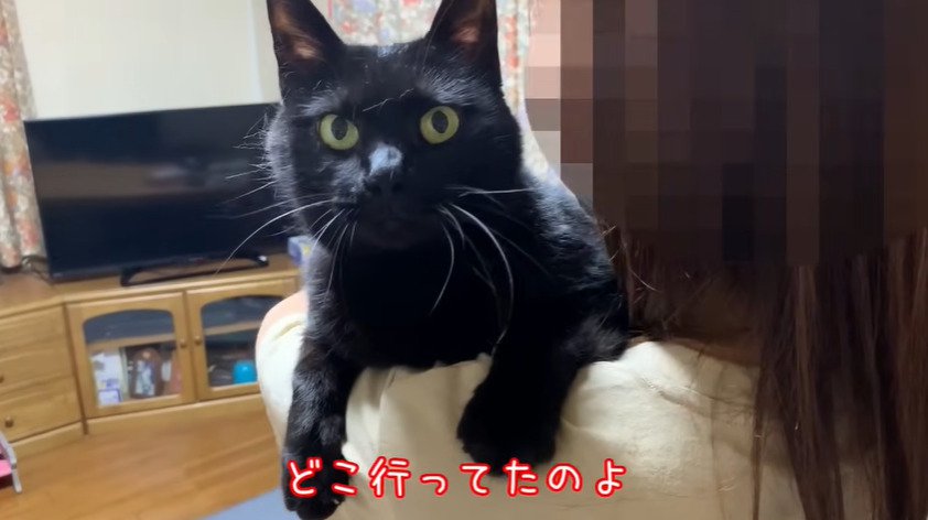 抱っこされる猫