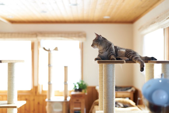 キャットタワーの上でリラックスする猫