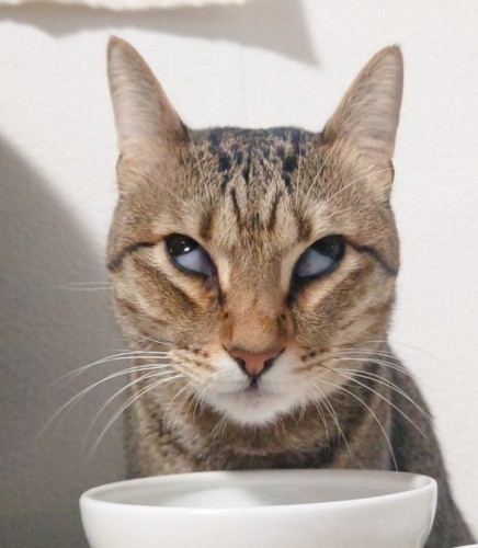 白目の猫