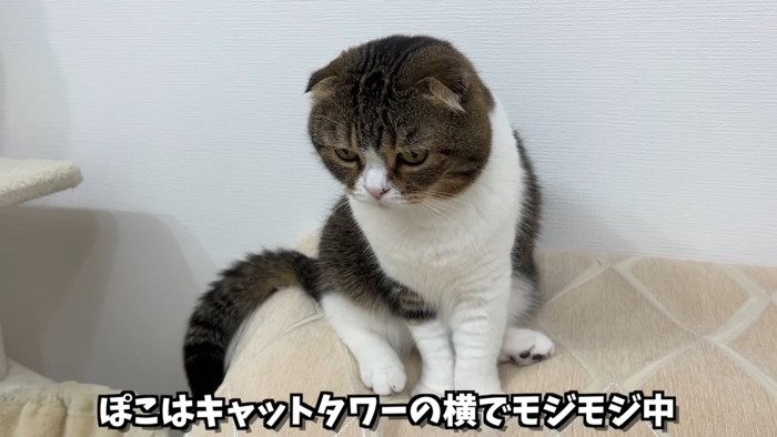 座る猫