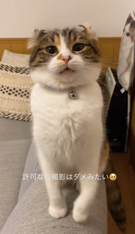 見下すような猫
