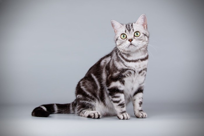 アメリカンショートヘアの猫