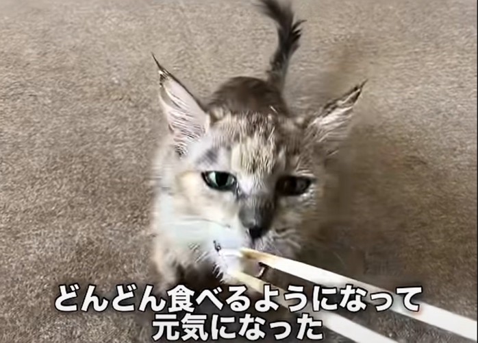 ご飯を箸から食べる猫